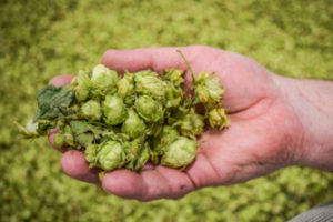 IBU Cerveja